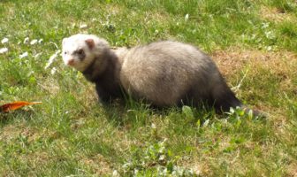 new coronavirus vaccines testing