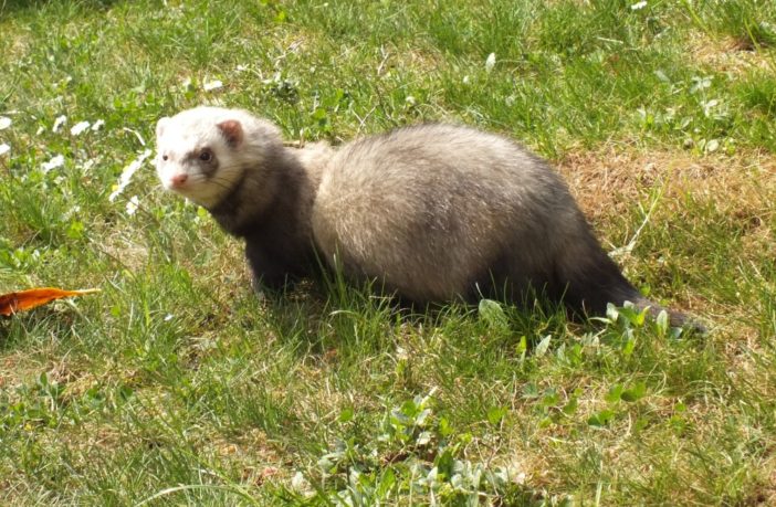 new coronavirus vaccines testing