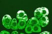 plan to stop the virus in the nasal tract