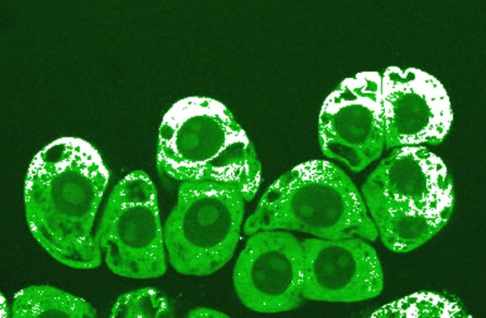 plan to stop the virus in the nasal tract