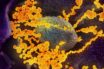 promising results with a new antiviral