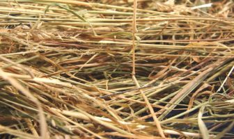 less hay in the hay stack for drug cartels