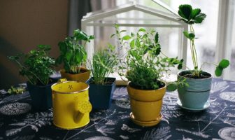 special precautions for elders during covid-19