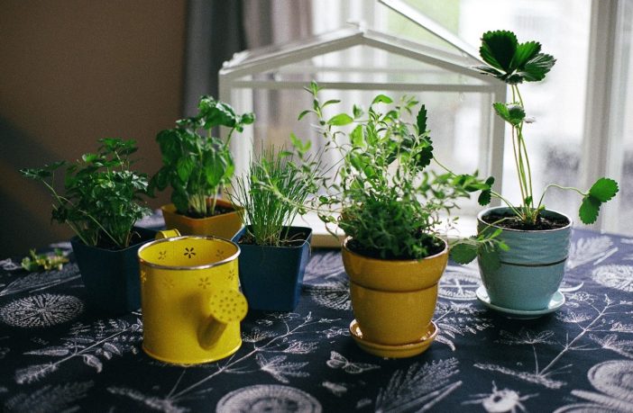 special precautions for elders during covid-19