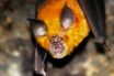 SARS-CoV-2 look-alike found in bats