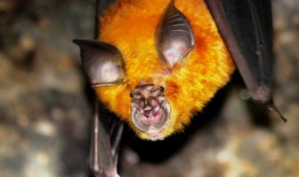 SARS-CoV-2 look-alike found in bats