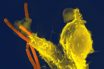 boosting our immune system while sheltering