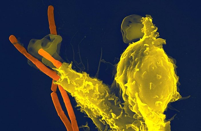 boosting our immune system while sheltering