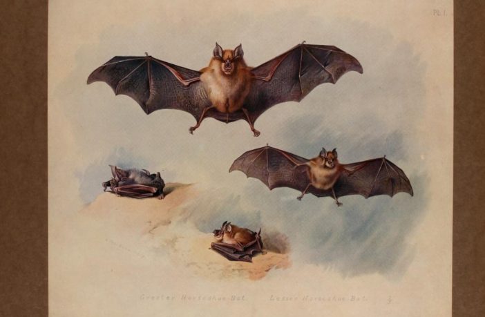 missing corona virus link