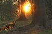 the effect of coronavirus on our natural world