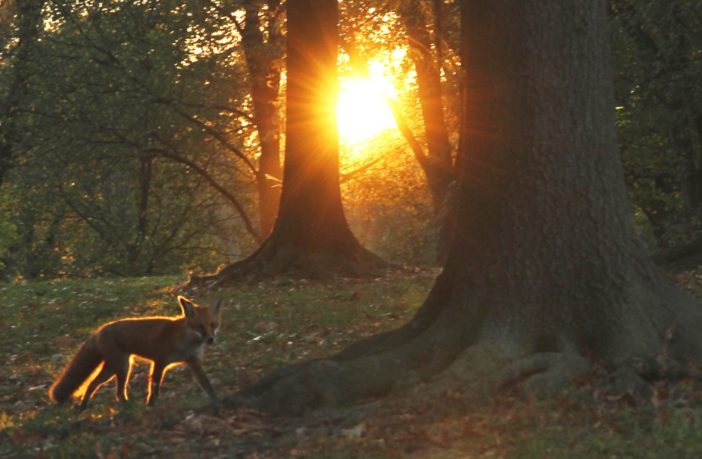 the effect of coronavirus on our natural world