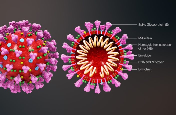 understanding a virus on human terms