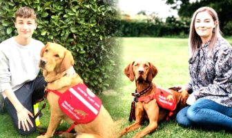 dogs could detect the covid-19 virus