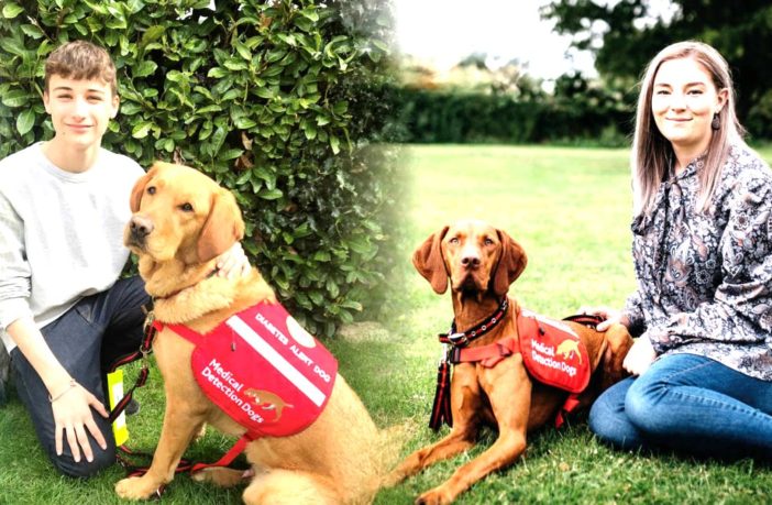 dogs could detect the covid-19 virus