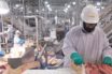 covid-19 transmission in meat packing plants