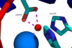 the ace2 gateway for the covid-19 virus