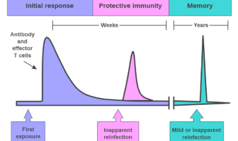 how COVID-19 affects different age groups