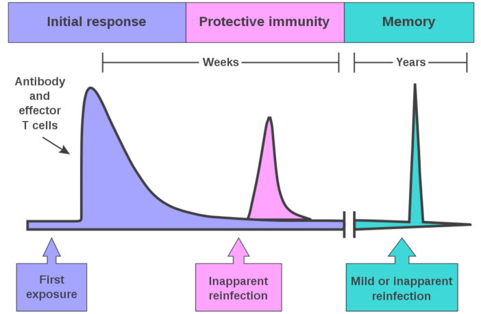 how COVID-19 affects different age groups