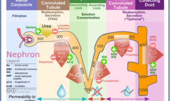 the many personas of the Covid-19 virus