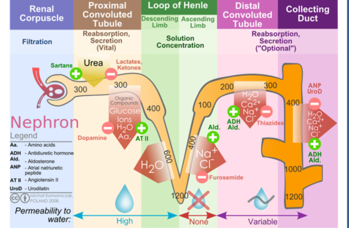 the many personas of the Covid-19 virus