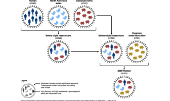 do genetics play a role in covid-19 mortality
