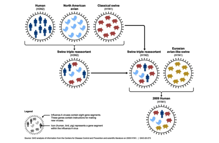 do genetics play a role in covid-19 mortality