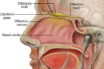 loss of taste and smell relating to covid-19
