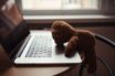 remote working is not for all of us