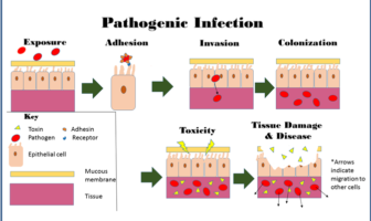 complicating factors for covid-19 in the fall