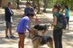 walking the family dog through covid-19