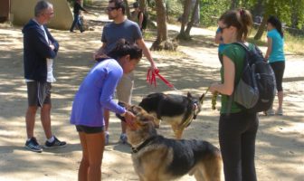 walking the family dog through covid-19