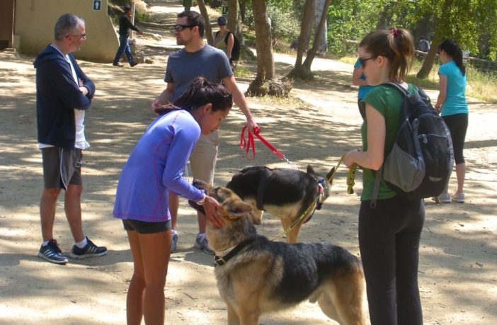 walking the family dog through covid-19
