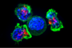 t-cells at the heart of the attack on covid-19