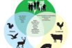 the next animal-to-human viral transfer