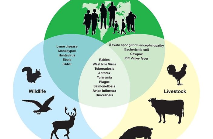 the next animal-to-human viral transfer