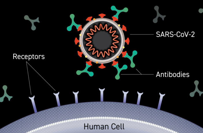 us clinical trials of monoclonal antibodies