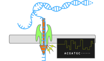 90-minute tests distinguish flu from covid