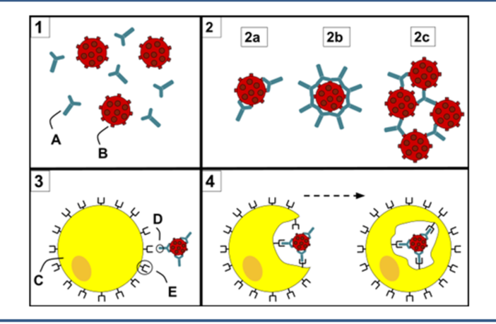 antibody tests as checks for past infections