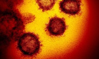 two different varieties of the virus