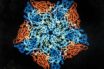 could colds teach our systems to spot covid