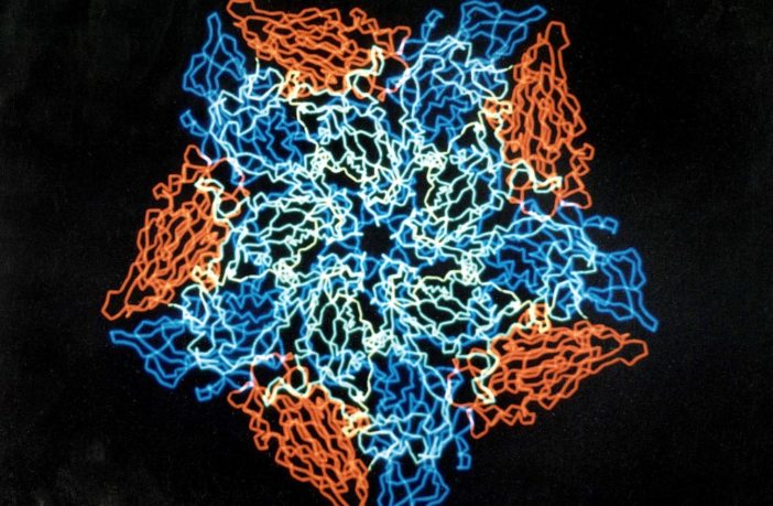 could colds teach our systems to spot covid