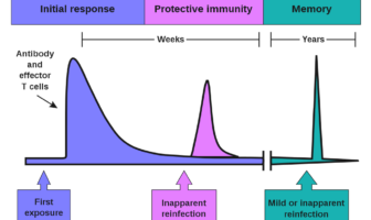 four scenarios for covid-19