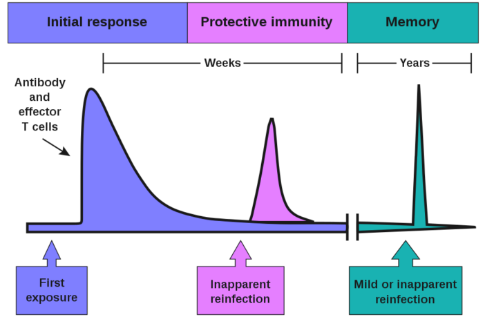 four scenarios for covid-19