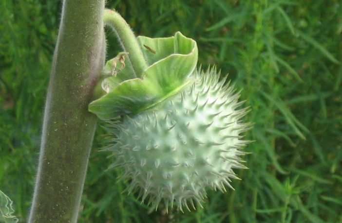 covid-19,corinavirus,pandemic,social media,fraud,research,advice