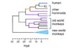 flu viruses drift and shift their personas