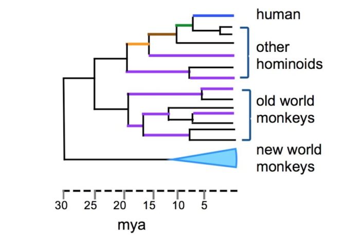 flu viruses drift and shift their personas