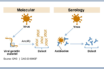 common coronaviruses