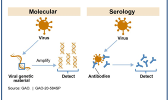 common coronaviruses