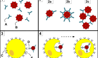monoclonal antibodies trialing in the uk