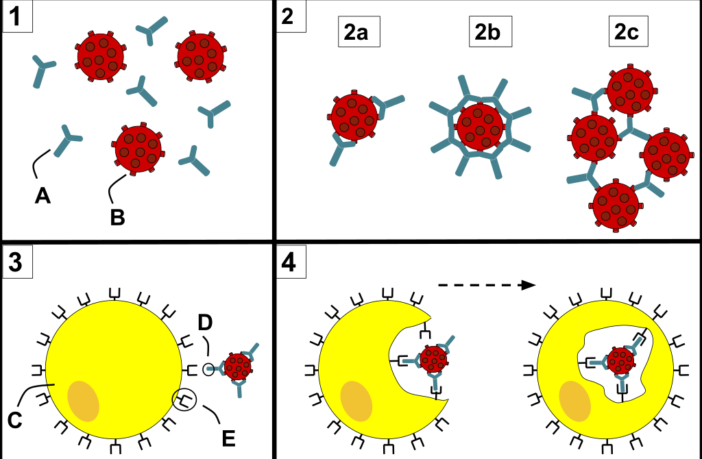 monoclonal antibodies trialing in the uk